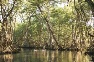 Amanera Dominikanische Republik Laguna Gri-Gri – Stand-up-Paddling auf ruhigem Fluss zwischen Mangroven und Dschungelgrün | nova-reisen