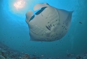 erleben sie die wunderbare unterwasserwelt des indischen Ozean, Six Senses Laamu Resort, Laamu Atoll, Malediven